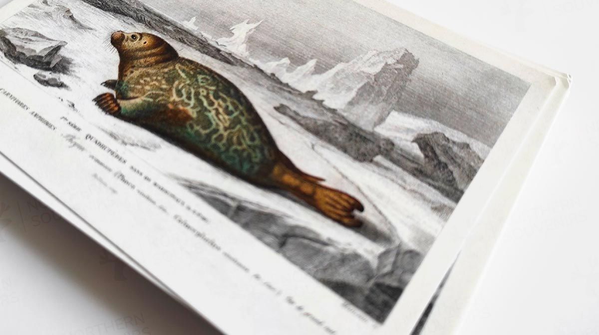 Открытка "Обыкновенный тюлень", 105х148 мм (иллюстрация 1892 г.)